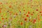 English Wildflower Meadow in Summer