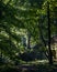 English Woodland, Eden Valley