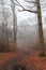 English woodland on a foggy misty morning