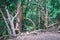 English Woodland Park with Quiet View of Green foliage