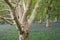 English woodland: Silver Birch Betula pendula and carpet of bluebells Hyacinthoides non-scripta