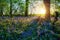 An English woodland in Springtime with bluebells and the sun rising