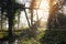 An English woodland in Springtime with bluebells and the sun rising