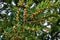 English Yew European Yew, Taxus baccata, Common Yew