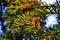 English Yew European Yew, Taxus baccata, Common Yew