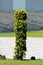 English yew or Taxus baccata evergreen ornamental tree with flat dark green broad leaves growing in tall column like shape