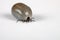 Engorged cat tick over white, macro