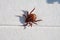 An engorged dead tick specimen lying on its back