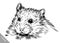Engrave ink draw hamster illustration