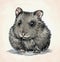 Engrave ink draw hamster illustration