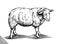 Engrave ink draw sheep illustration