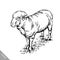 Engrave ink draw sheep illustration