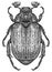 Engrave isolated beetle hand drawn graphic illustration