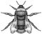 Engrave isolated bumblebee hand drawn graphic illustration