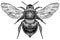 Engrave isolated bumblebee hand drawn graphic illustration