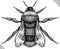 Engrave isolated bumblebee hand drawn graphic illustration