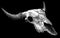 Engrave isolated cow skull hand drawn graphic illustration