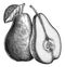 Engrave isolated pear hand drawn graphic illustration