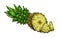 Engrave isolated pineapple hand drawn graphic illustration