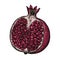 Engrave isolated pomegranate hand drawn graphic illustration