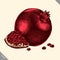 Engrave isolated pomegranate hand drawn graphic vector illustration