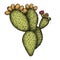 Engrave isolated prickly pear hand drawn graphic illustration