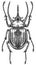 Engrave isolated rhinoceros beetle hand drawn graphic illustration