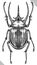 Engrave isolated rhinoceros beetle hand drawn graphic illustration