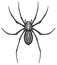 Engrave isolated spider hand drawn graphic illustration