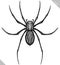 Engrave isolated spider hand drawn graphic illustration