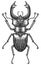 Engrave isolated stag beetle hand drawn graphic illustration