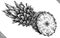 Engrave pineapple hand drawn graphic illustration