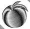 Engraved engrave vector illustration of a peach