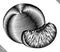 Engraved engrave vector illustration of a peach