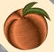 Engraved engrave vector illustration of a peach