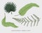 Engraved, hand drawn tropical or exotic leaves isolated, leaf of different vintage looking plants. monstera and fern