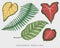 Engraved, hand drawn tropical or exotic leaves isolated, leaf of different vintage looking plants. monstera and fern