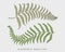 Engraved, hand drawn tropical or exotic leaves isolated, leaf of different vintage looking plants. monstera and fern