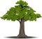 Engraved tree. Vector illustration of a fruit tree in vintage engraving style. , grouped.