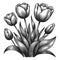 Engraved Tulips Bouquet sketch vector illustration
