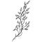 Engraved Vector Hand Drawn Illustrations Of Abstract Birch Branch Isolated on White. Hand Drawn Sketch of a Birch Branch