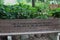 An engraved wood park bench with a quote from Robert Herrick in front of a shade garden with trees and plants