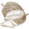 Engraving antique illustration of durian fruit