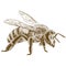 Engraving antique illustration of honey bee