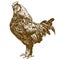 Engraving antique illustration of rooster
