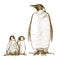 Engraving antique illustration of three king penguins