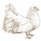 Engraving antique illustration of white dove