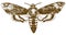 Engraving drawing illustration of African death-head hawkmoth