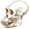 Engraving drawing illustration of anthropoid ape skull