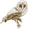 Engraving drawing illustration of barn owl